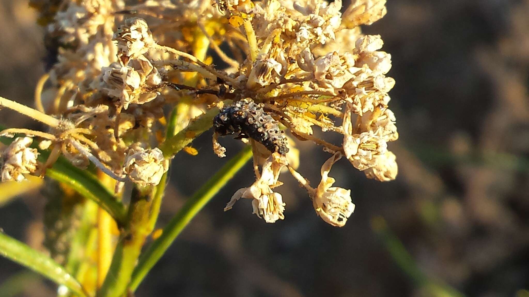 Sivun Coccinella novemnotata Herbst 1793 kuva