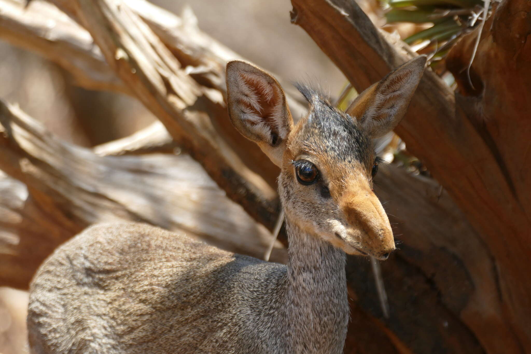 Image of Guenther's Dik-dik