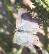 Image of Lepidochrysops australis Tite 1964