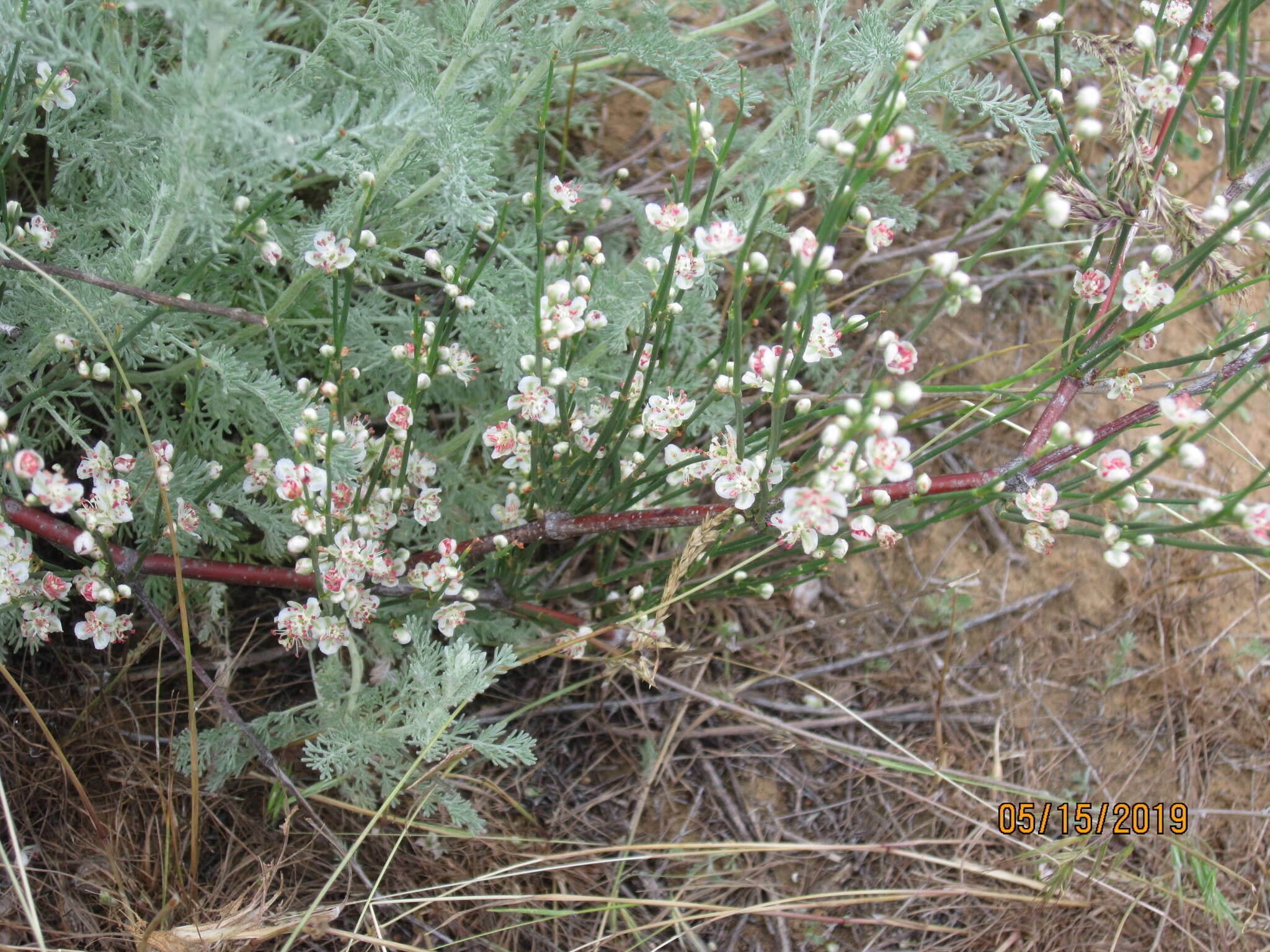 Calligonum aphyllum (Pall.) Guerke的圖片