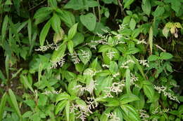 Image of Pilea melastomoides (Poir.) Wedd.