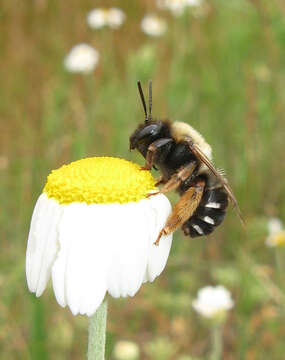 Imagem de Eucera caspica Morawitz 1874