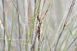 Image of Gahnia filum (Labill.) F. Muell.