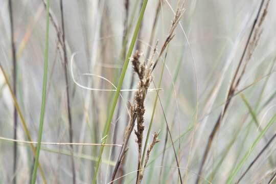 Sivun Gahnia filum (Labill.) F. Muell. kuva