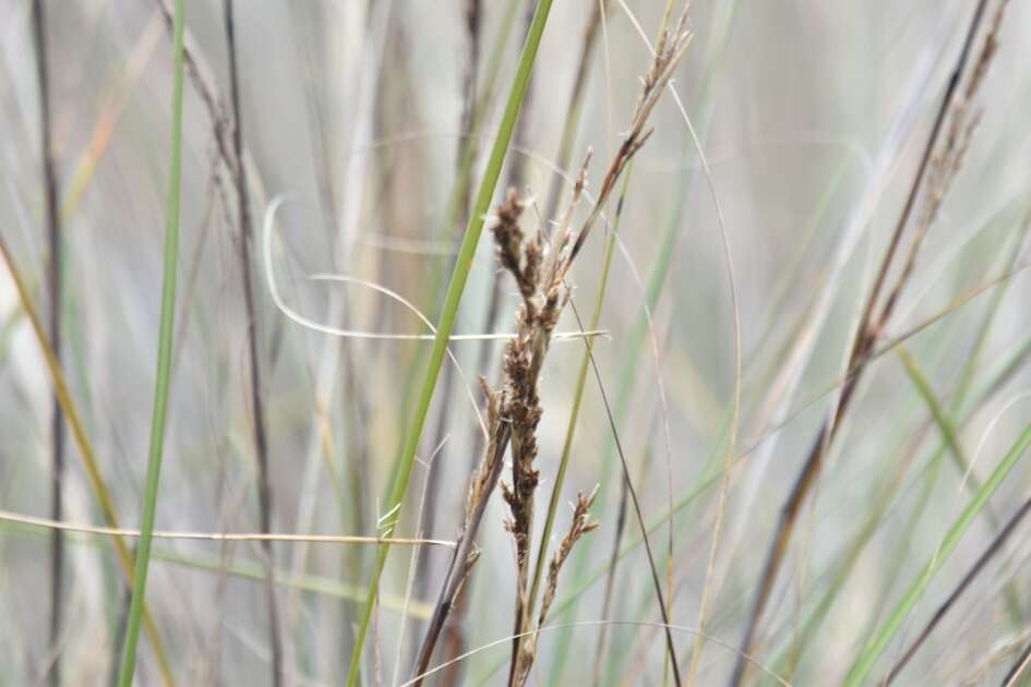 Image of Gahnia filum (Labill.) F. Muell.