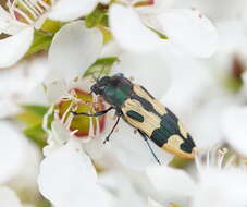 Image of Castiarina interstitialis (Carter 1931)