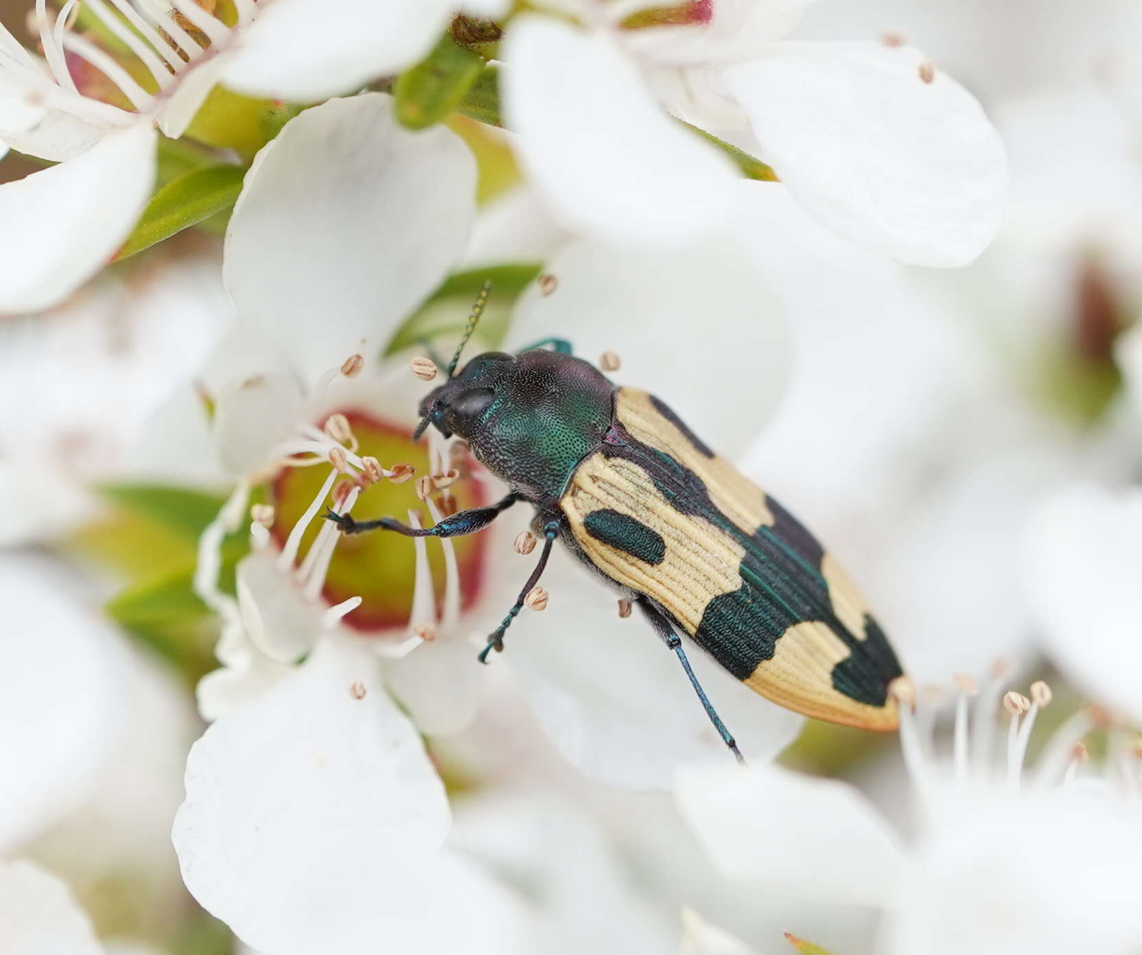 Image of Castiarina interstitialis (Carter 1931)