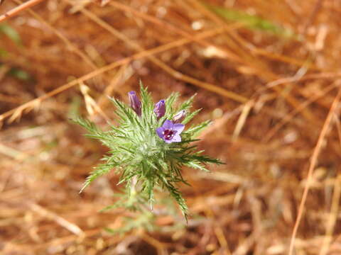 Image of downy pincushionplant