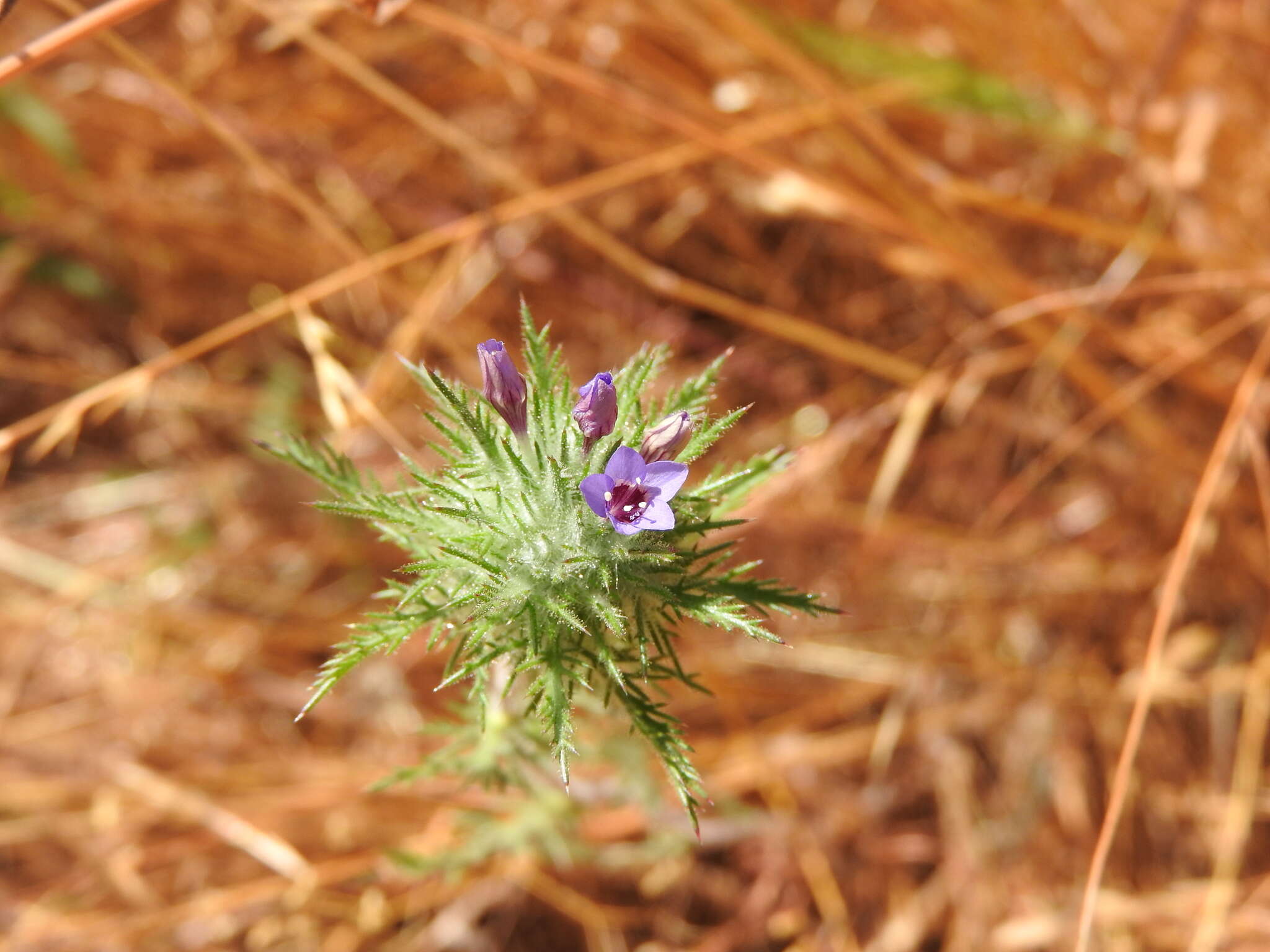 Image of downy pincushionplant