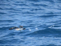 Image of Audubon's Shearwater