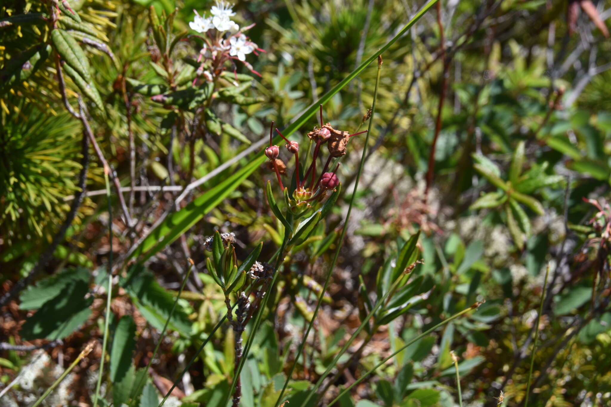 Image of alpine laurel