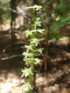 Image of Royal rein orchid