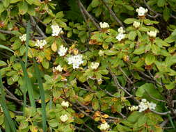 Image de Rhododendron columbianum (Piper) Harmaja