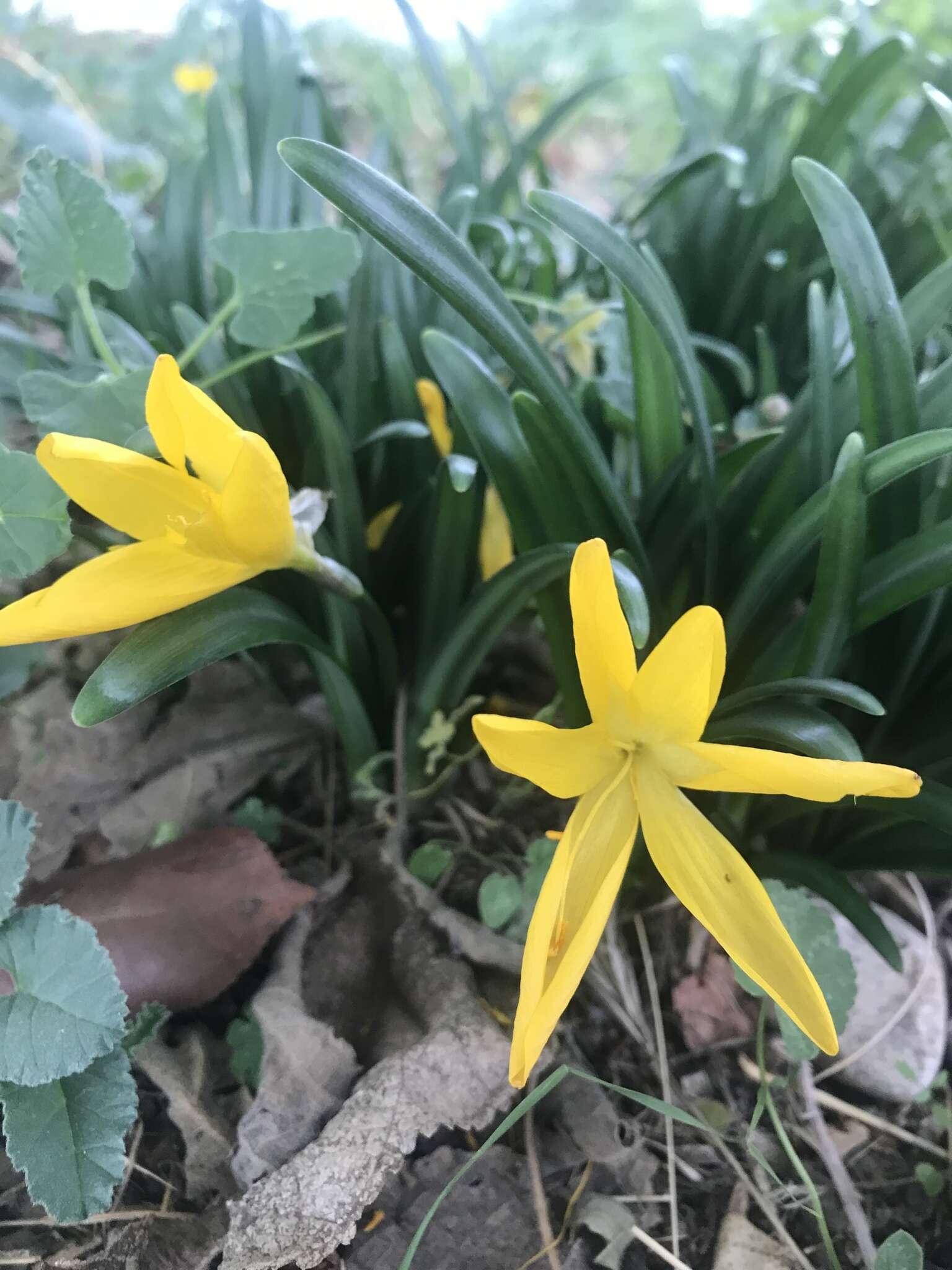 Image of winter daffodil