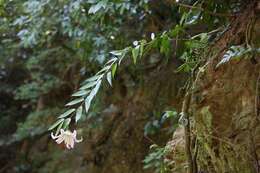 Image of Asiatic Lily