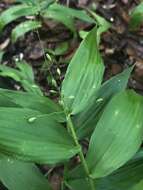 Panicum boscii Poir.的圖片