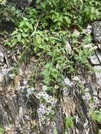 Image of Vreeland's erigeron