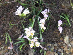 Plancia ëd Freesia fucata J. C. Manning & Goldblatt