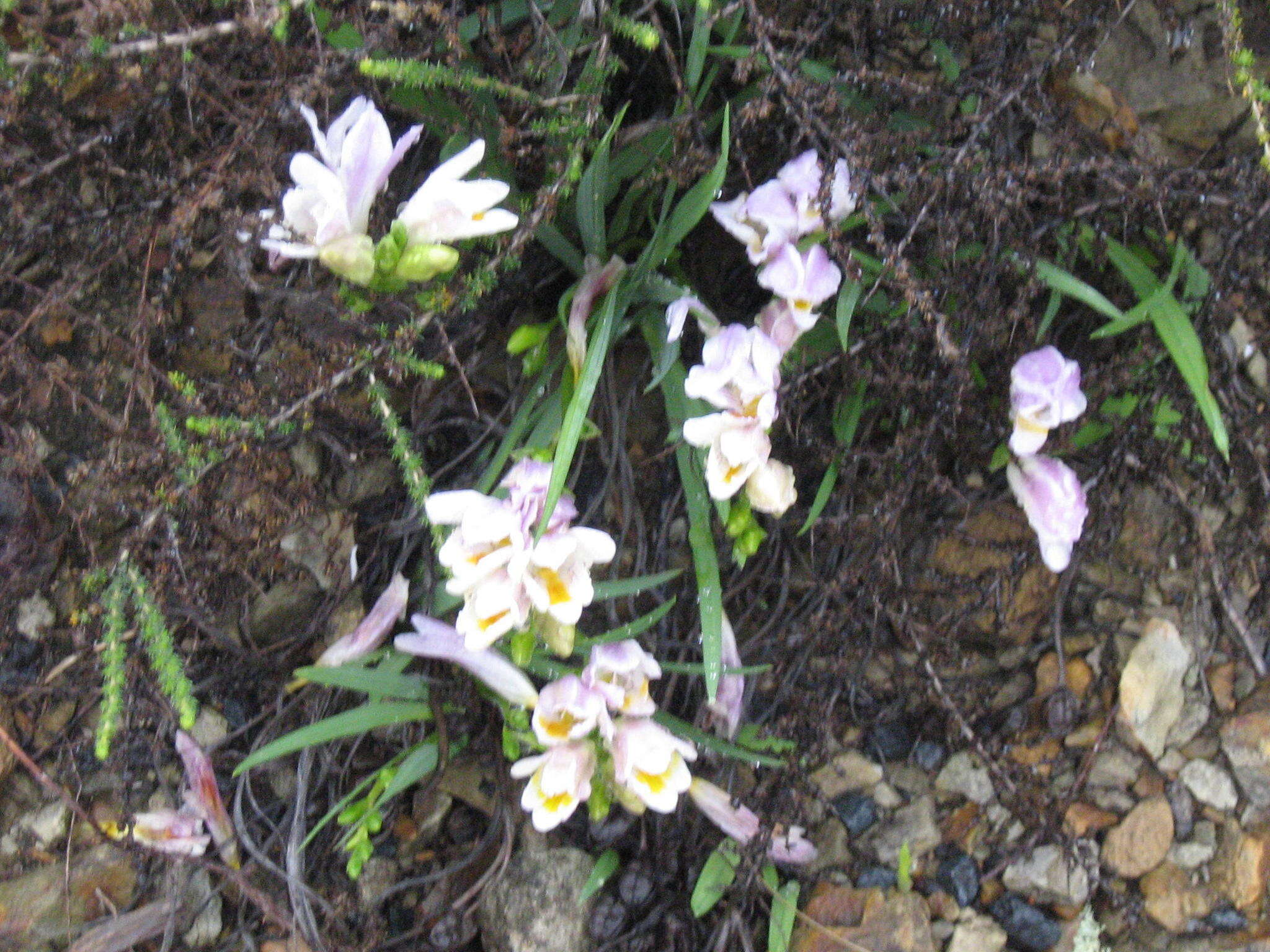 Image of Freesia fucata J. C. Manning & Goldblatt