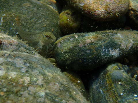 Image of Black Sea Blenny