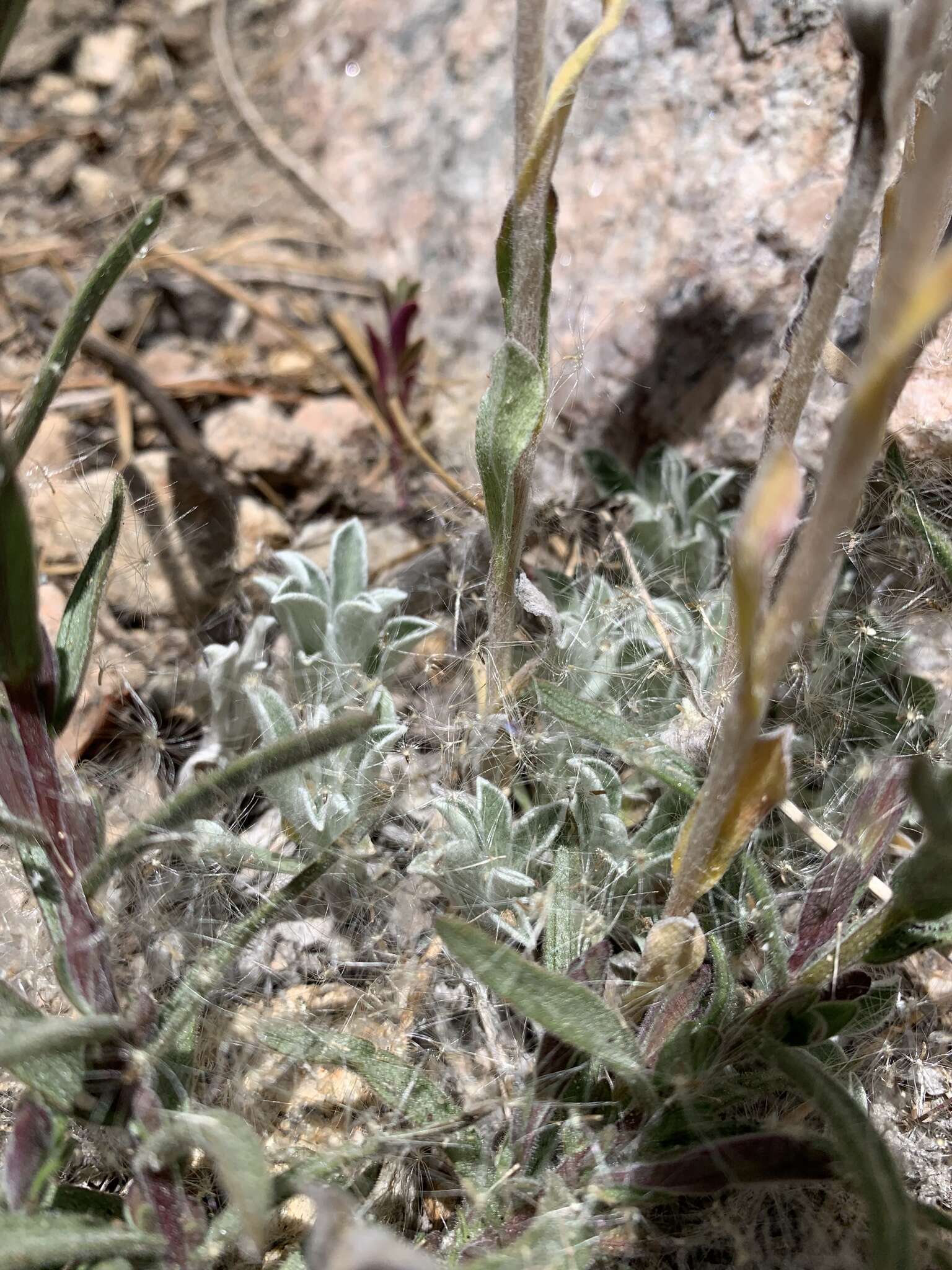 Imagem de Antennaria marginata Greene