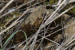 Polistes nimpha (Christ 1791)的圖片