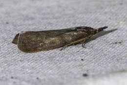 Image of Dingy Knot-horn