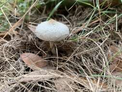 Image of Chlorophyllum hortense (Murrill) Vellinga 2002