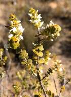 Image of Leucopogon cordifolius Lindl.