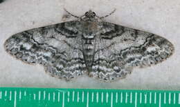 Image of Double-lined Gray Moth