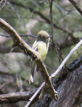 Empidonax occidentalis Nelson 1897的圖片