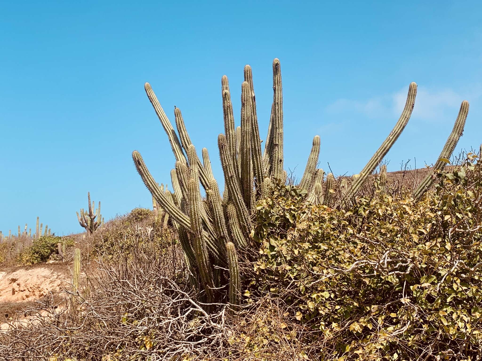 Imagem de Pilosocereus catingicola subsp. salvadorensis (Werderm.) Zappi