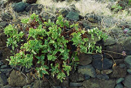 Image of Lavandula rotundifolia Benth.