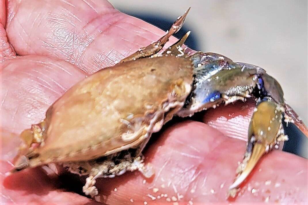 Image of lesser blue crab