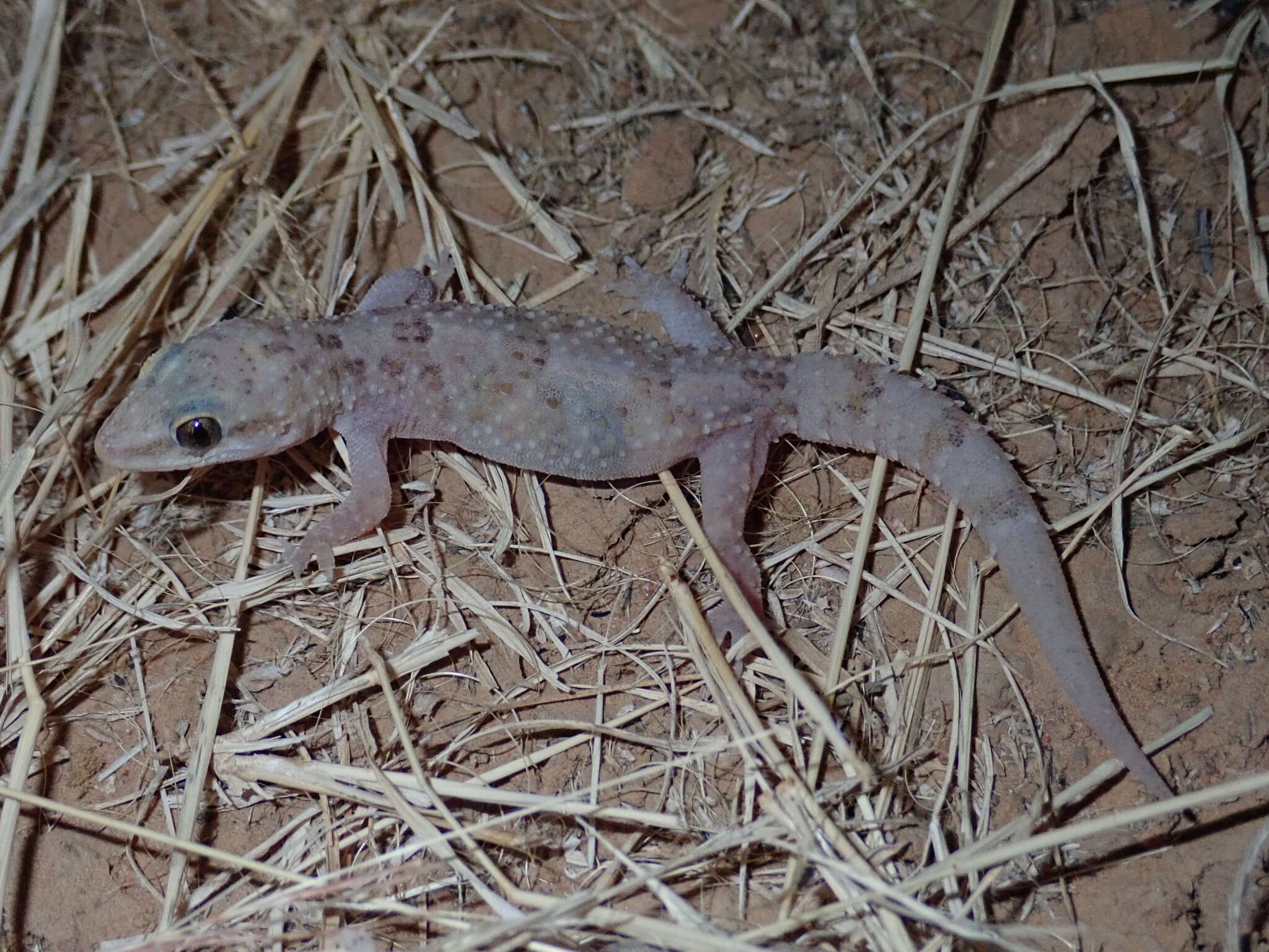 Hemidactylus angulatus Hallowell 1854 resmi