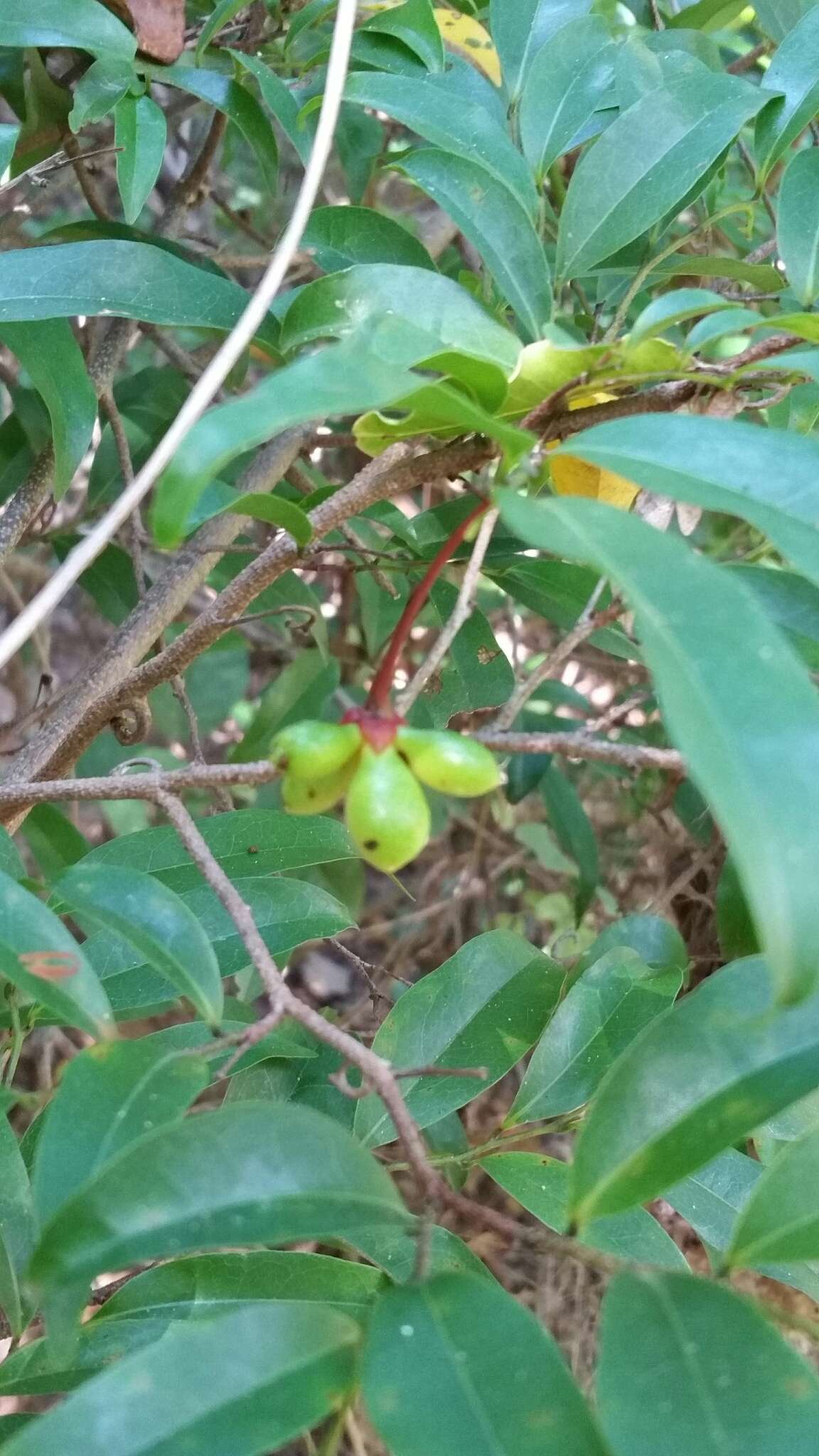 Image of Artabotrys madagascariensis Miq.