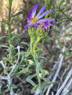 Image of Olearia magniflora F. Müll.