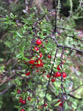 Image of Coprosma cuneata Hook. fil.