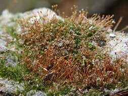 Image of Donn's small limestone moss