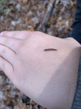 Image of Granulated Millipede