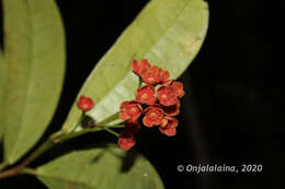 Image of Wielandia platyrachis (Baill.) Petra Hoffm. & McPherson