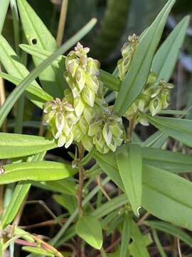 Image of Polygala albida Schinz