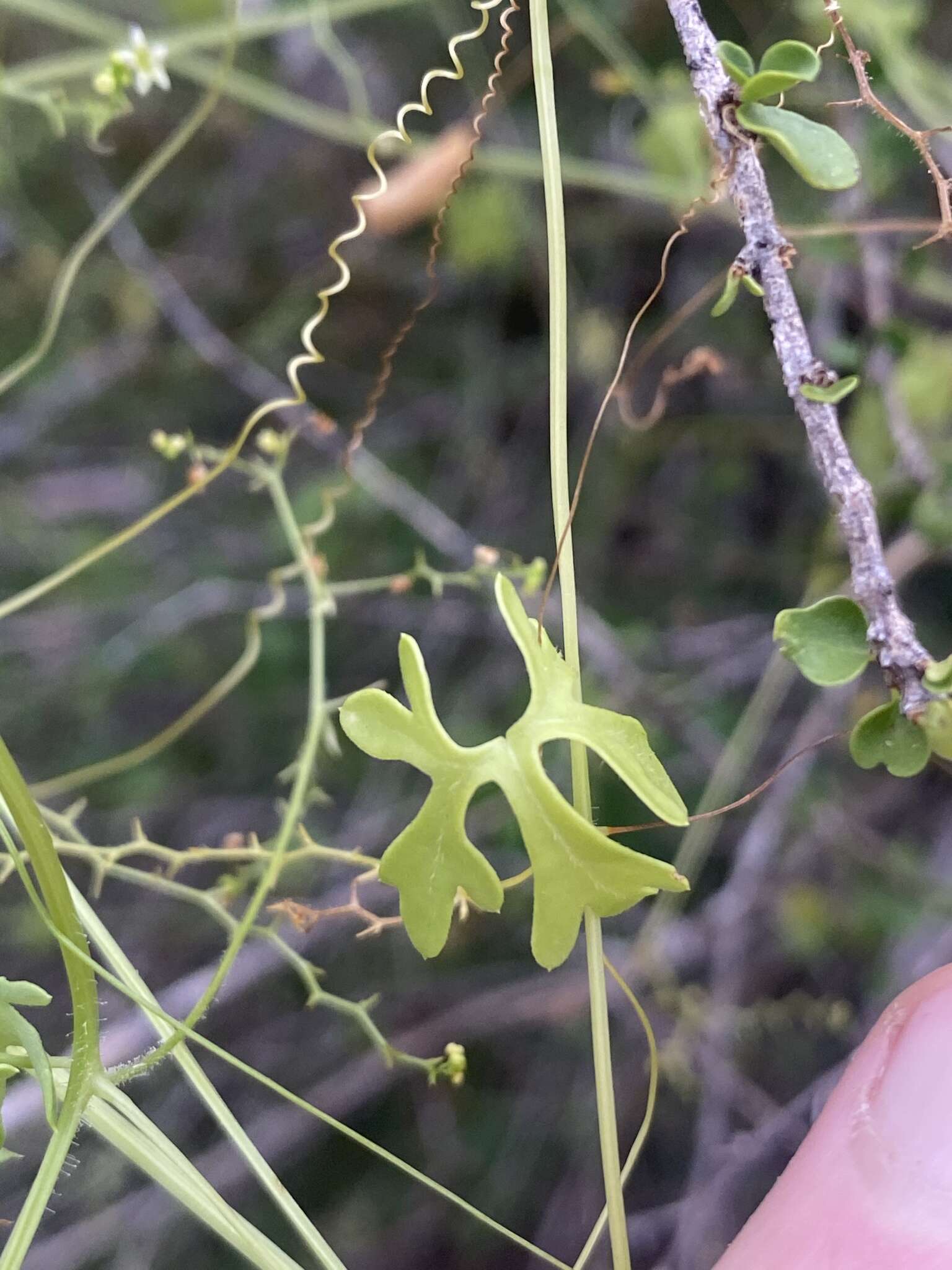 Image of Neoalsomitra capricornica (F. Müll.) Hutchinson