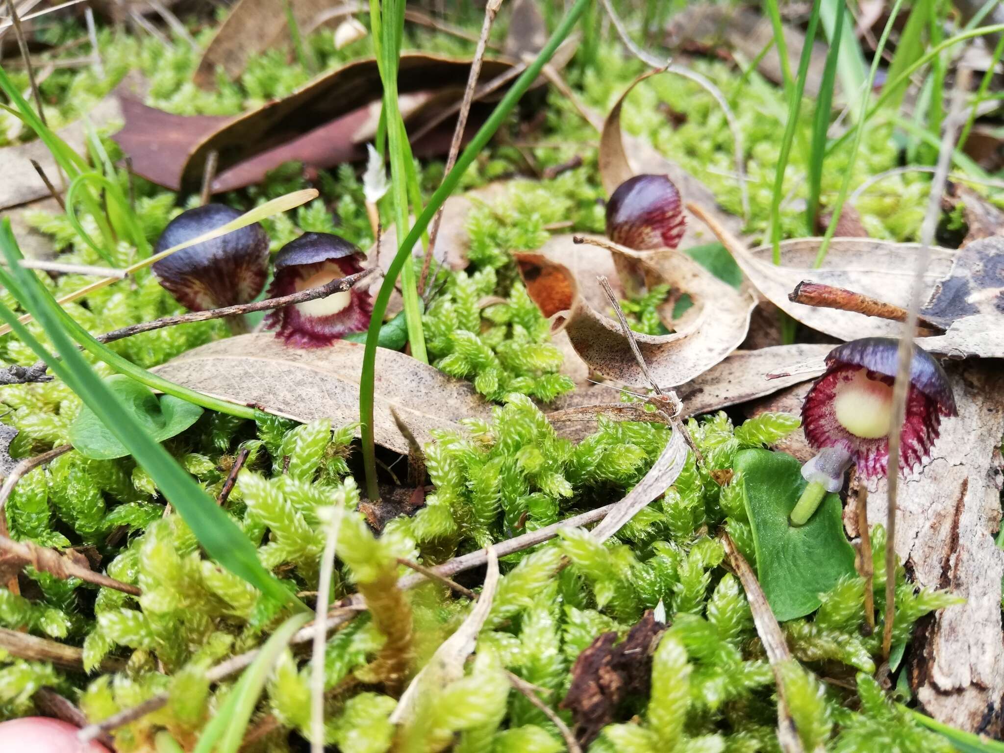 Image of Stately helmet orchid