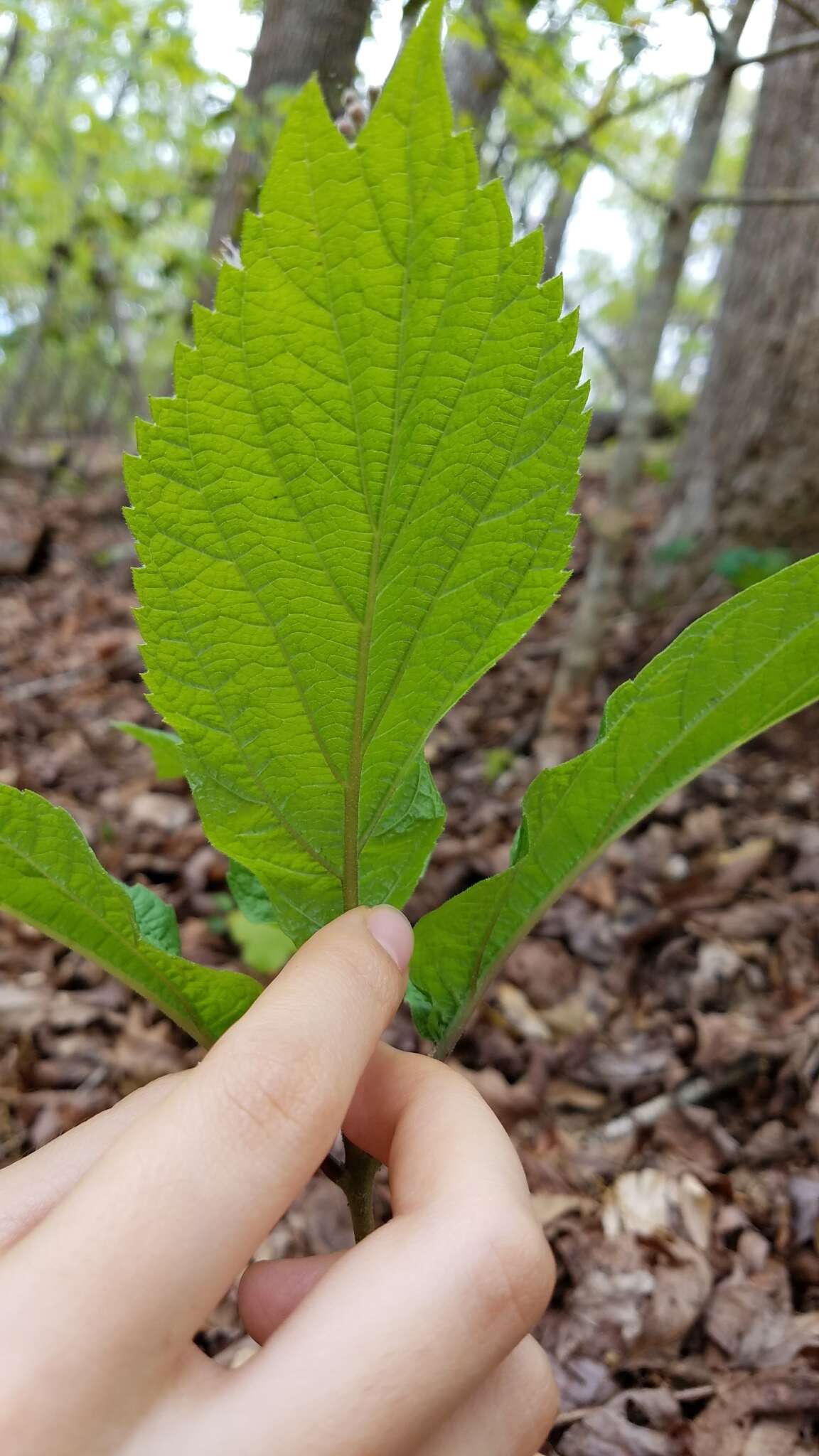 Image of stoneroot