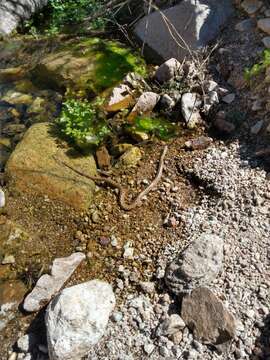 Image of Cola corta del Perú