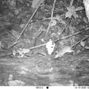 Image of Congo forest mouse