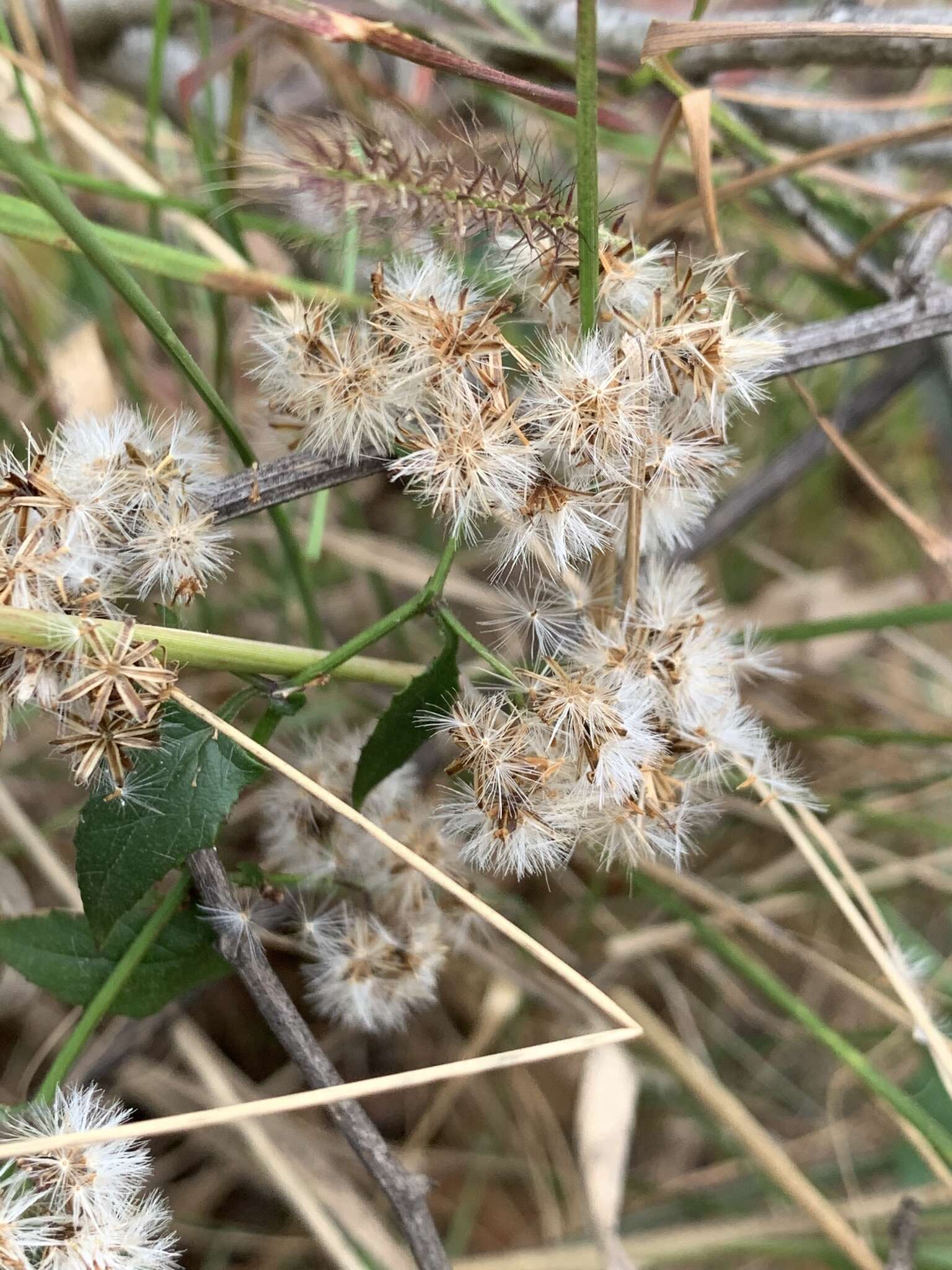 Plancia ëd Senecio deltoideus Less.