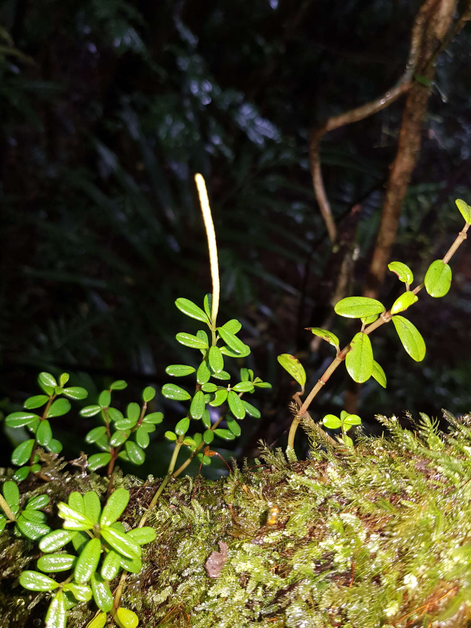 صورة Peperomia enervis F. Müll.