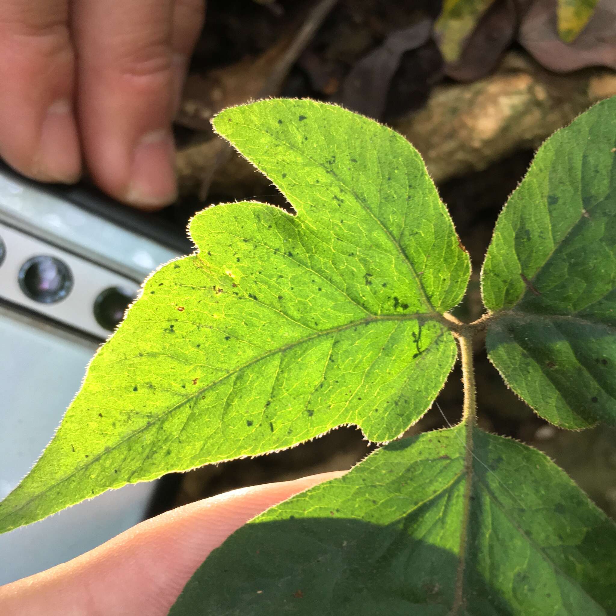 Sivun Tectaria subtriphylla (Hook. & Arn.) Copel. kuva